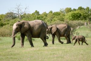 African Travel & Safaris Specialist