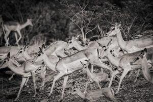 African Travel & Safaris Specialist