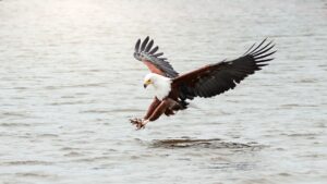African Travel & Safaris Specialist