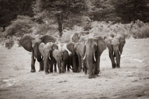 African Travel & Safaris Specialist
