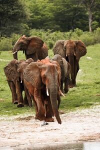 African Travel & Safaris Specialist