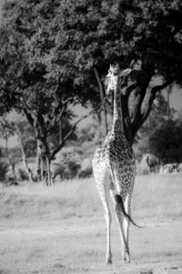 African Travel & Safaris Specialist
