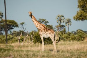 African Travel & Safaris Specialist