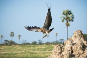 African Travel & Safaris Specialist