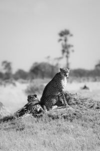African Travel & Safaris Specialist