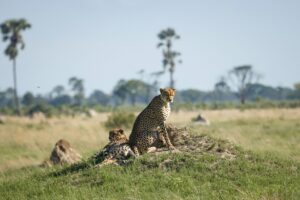 African Travel & Safaris Specialist