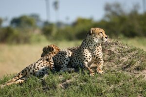 African Travel & Safaris Specialist