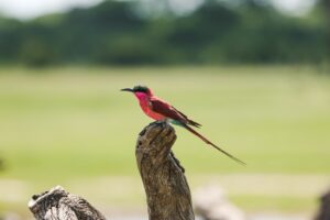 African Travel & Safaris Specialist