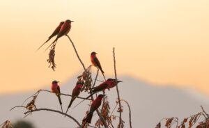 African Travel & Safaris Specialist