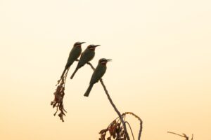 African Travel & Safaris Specialist