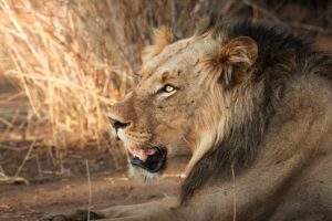 African Travel & Safaris Specialist