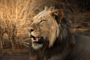 African Travel & Safaris Specialist