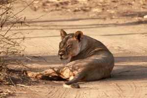 African Travel & Safaris Specialist