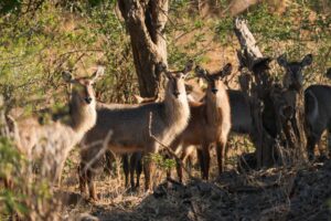 African Travel & Safaris Specialist