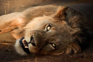 African Travel & Safaris Specialist