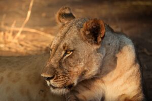 African Travel & Safaris Specialist