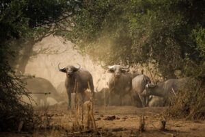African Travel & Safaris Specialist