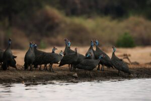 African Travel & Safaris Specialist