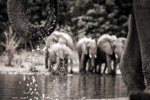 African Travel & Safaris Specialist