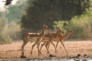 African Travel & Safaris Specialist