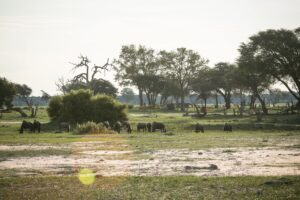 African Travel & Safaris Specialist