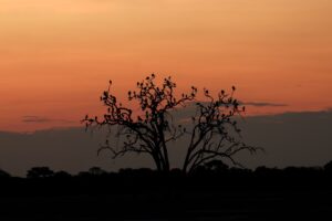 African Travel & Safaris Specialist