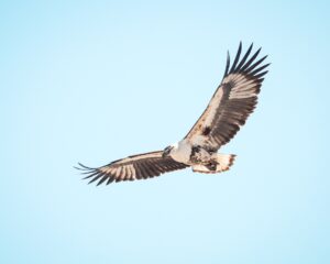 African Travel & Safaris Specialist