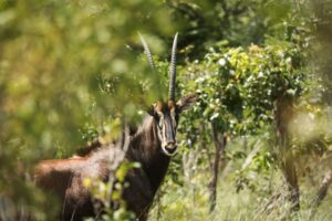 African Travel & Safaris Specialist