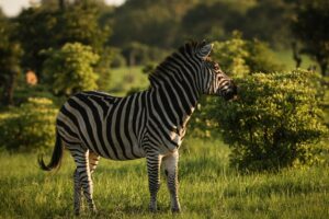 African Travel & Safaris Specialist