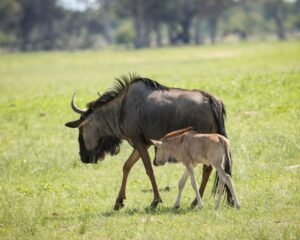 African Travel & Safaris Specialist