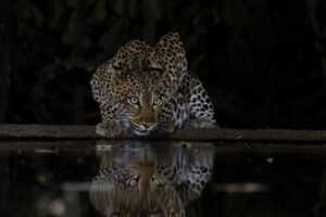 African Travel & Safaris Specialist