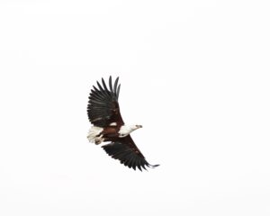 African Travel & Safaris Specialist