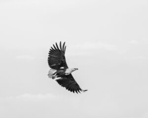 African Travel & Safaris Specialist