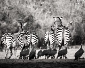 African Travel & Safaris Specialist