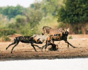 African Travel & Safaris Specialist