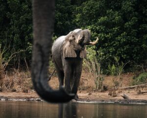 African Travel & Safaris Specialist