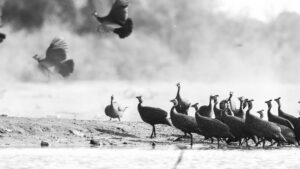 African Travel & Safaris Specialist