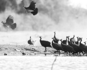 African Travel & Safaris Specialist