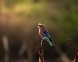 African Travel & Safaris Specialist