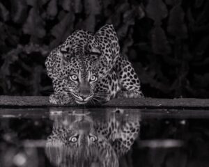 African Travel & Safaris Specialist