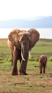 African Travel & Safaris Specialist